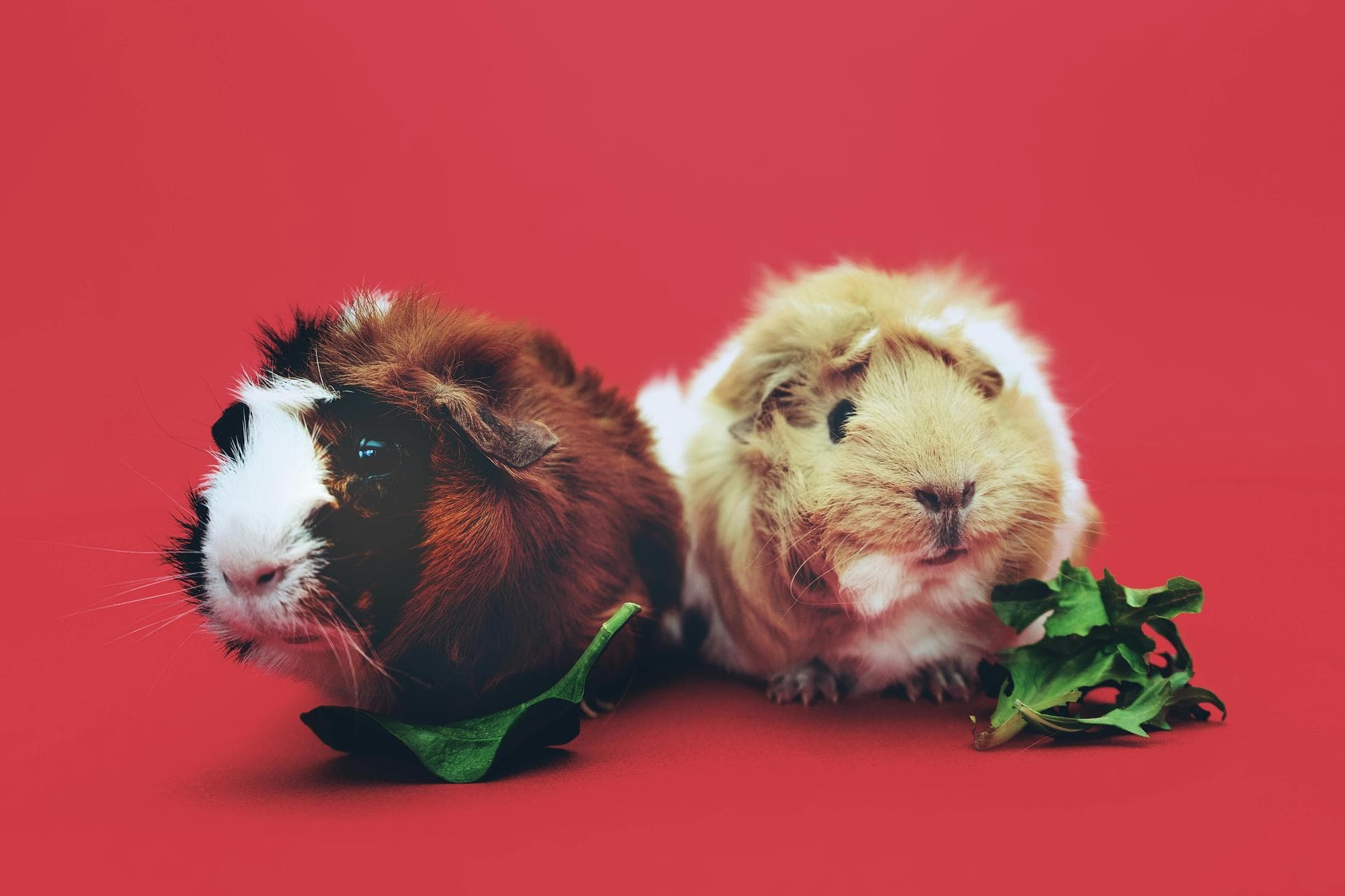 Farm & Large-Animal Vets near Allentown