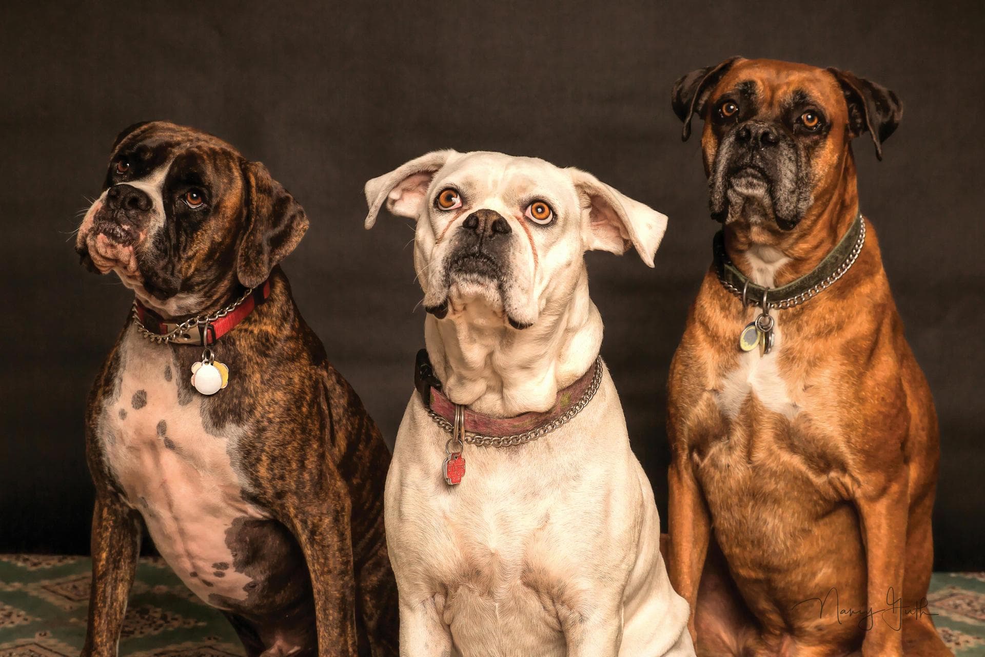 Specialist Vets in Allentown