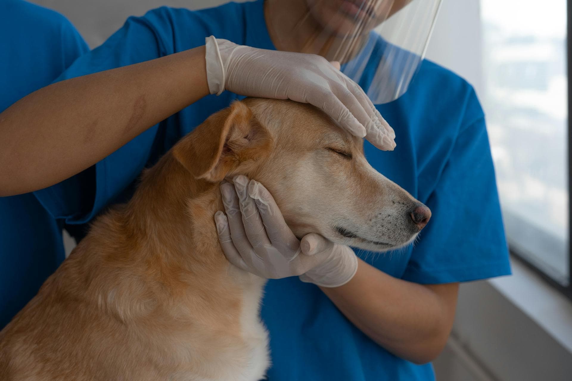 Emergency vets in Allentown