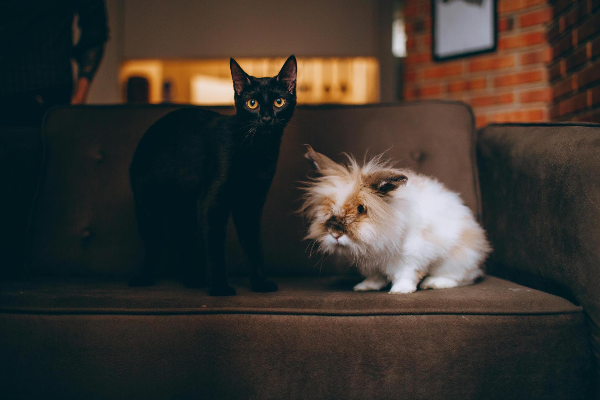 Specialist Vets in Allentown